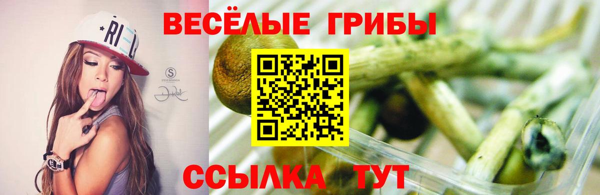 Псилоцибиновые грибы Psilocybe Егорьевск